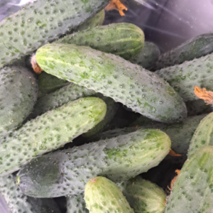 Ogórki gruntowe do kiszenia i zapraw – polskie, 5 kg